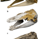 A narwhal skull (a); the hybrid skull (b); and a beluga skull (c).